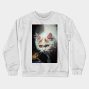 Odd-Eyed Persian Kitten Crewneck Sweatshirt
